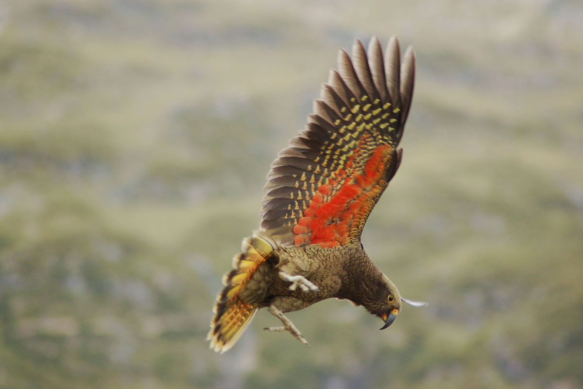 Pretty Kea