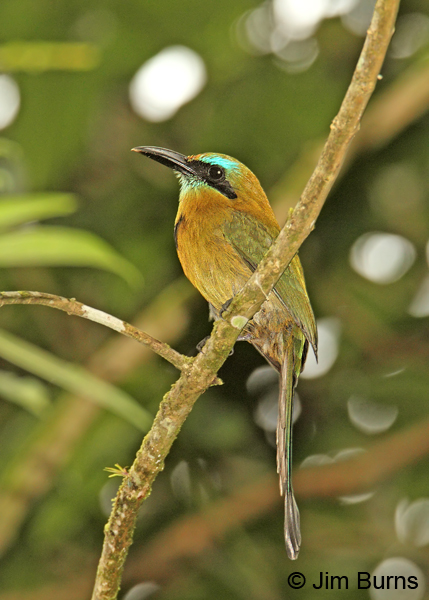 Keel-billed motmot