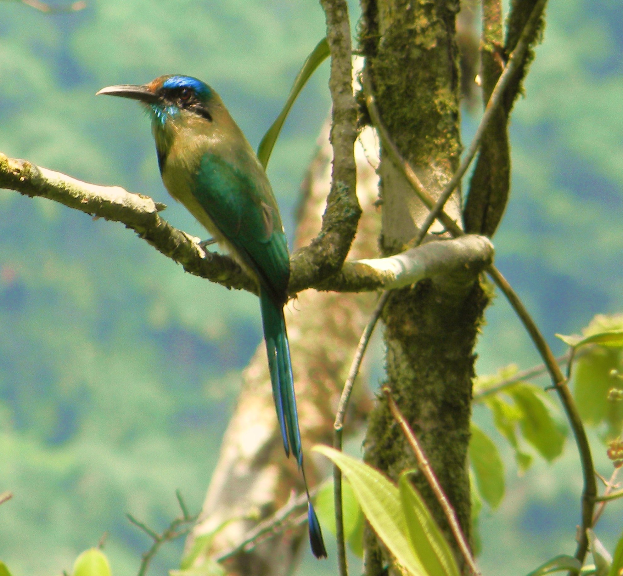 Pretty Keel-billed motmot