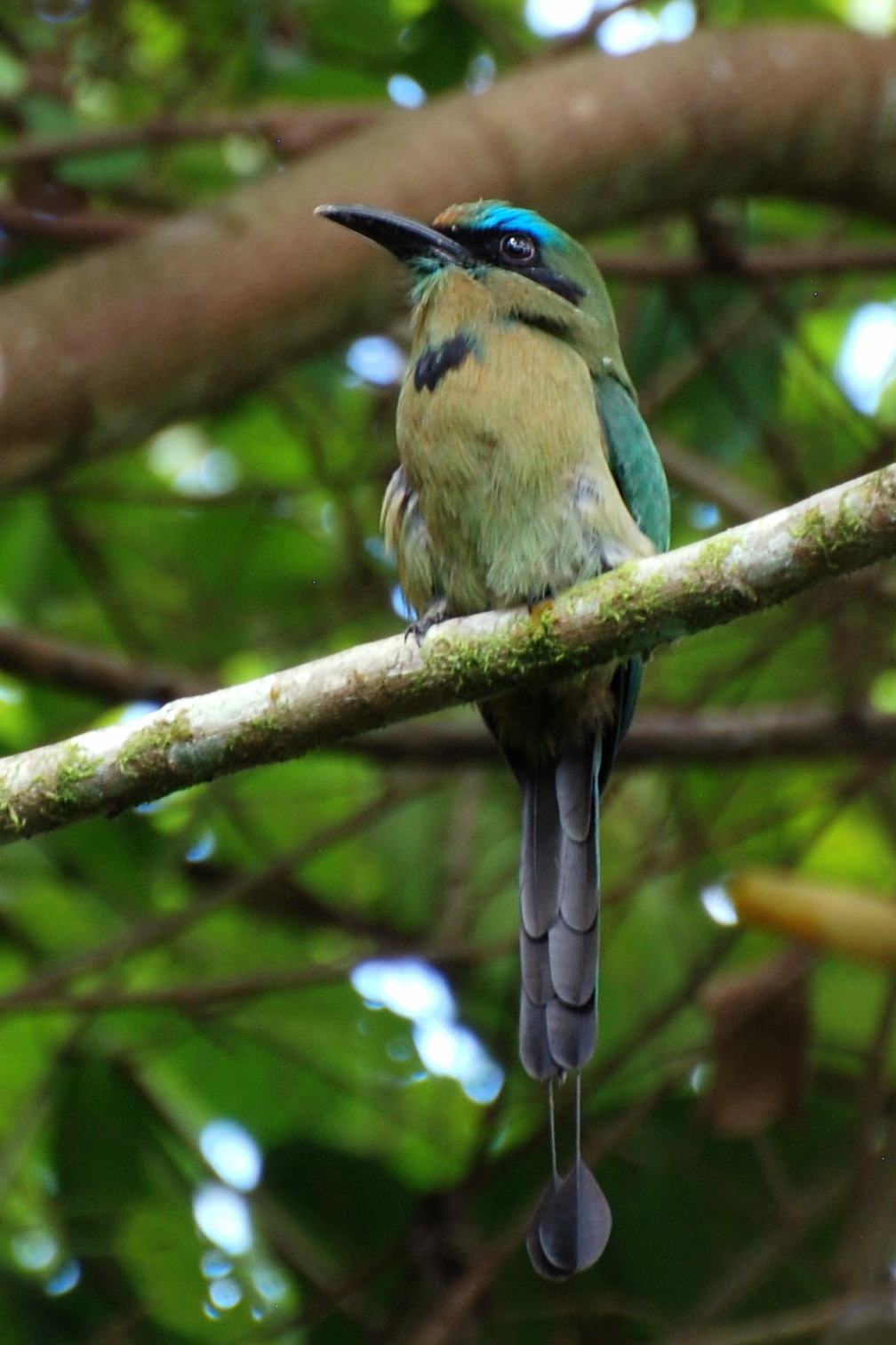 Pretty Keel-billed motmot