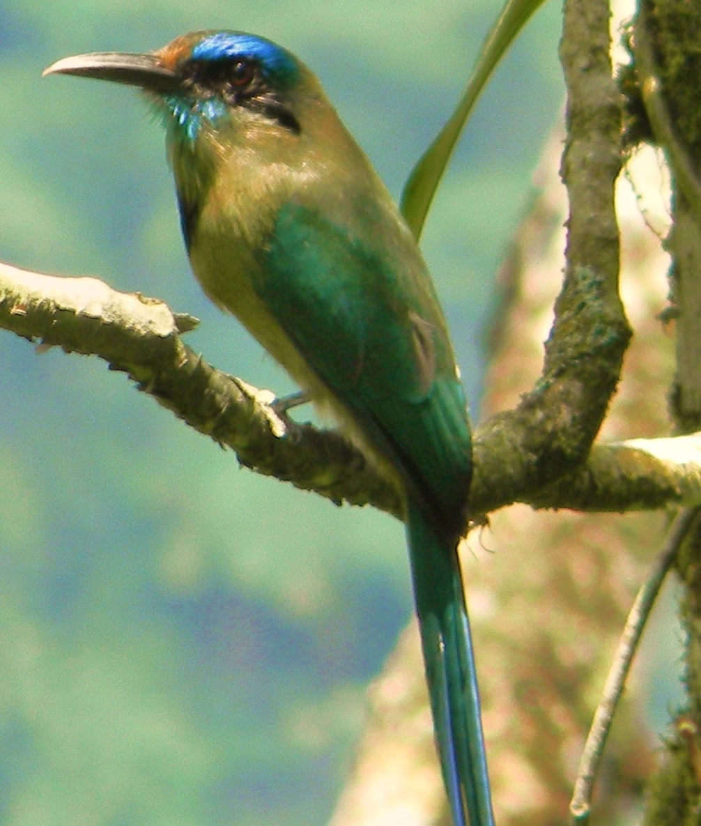 Pretty Keel-billed motmot