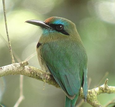Pretty Keel-billed motmot