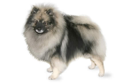 Keeshond - Dog Breed