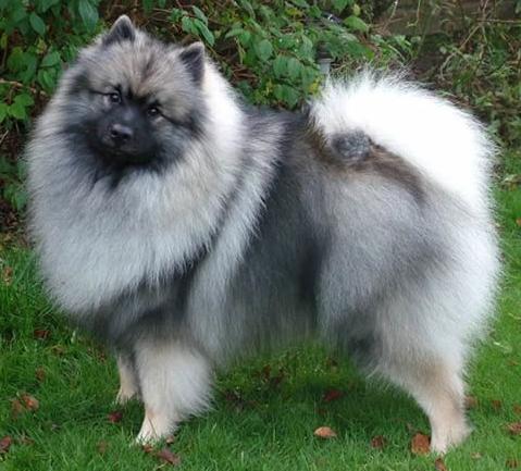 Nice Keeshond - Dog Breed