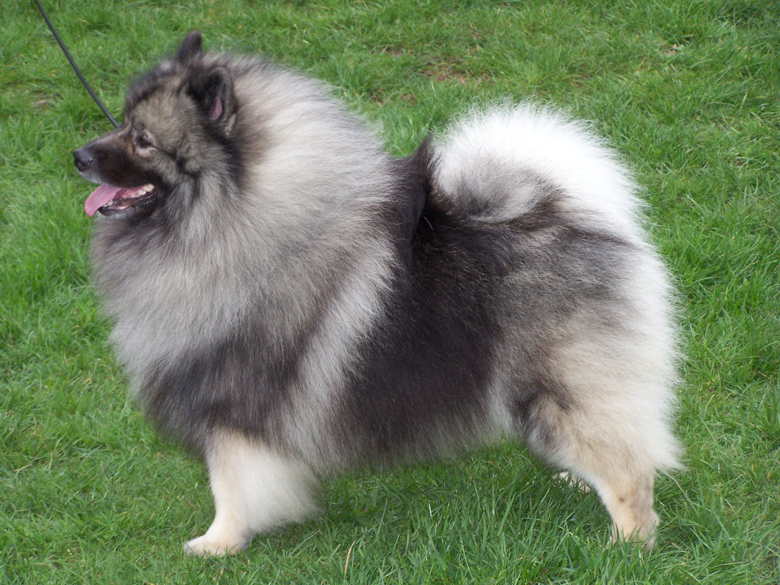 Cool Keeshond - Dog Breed