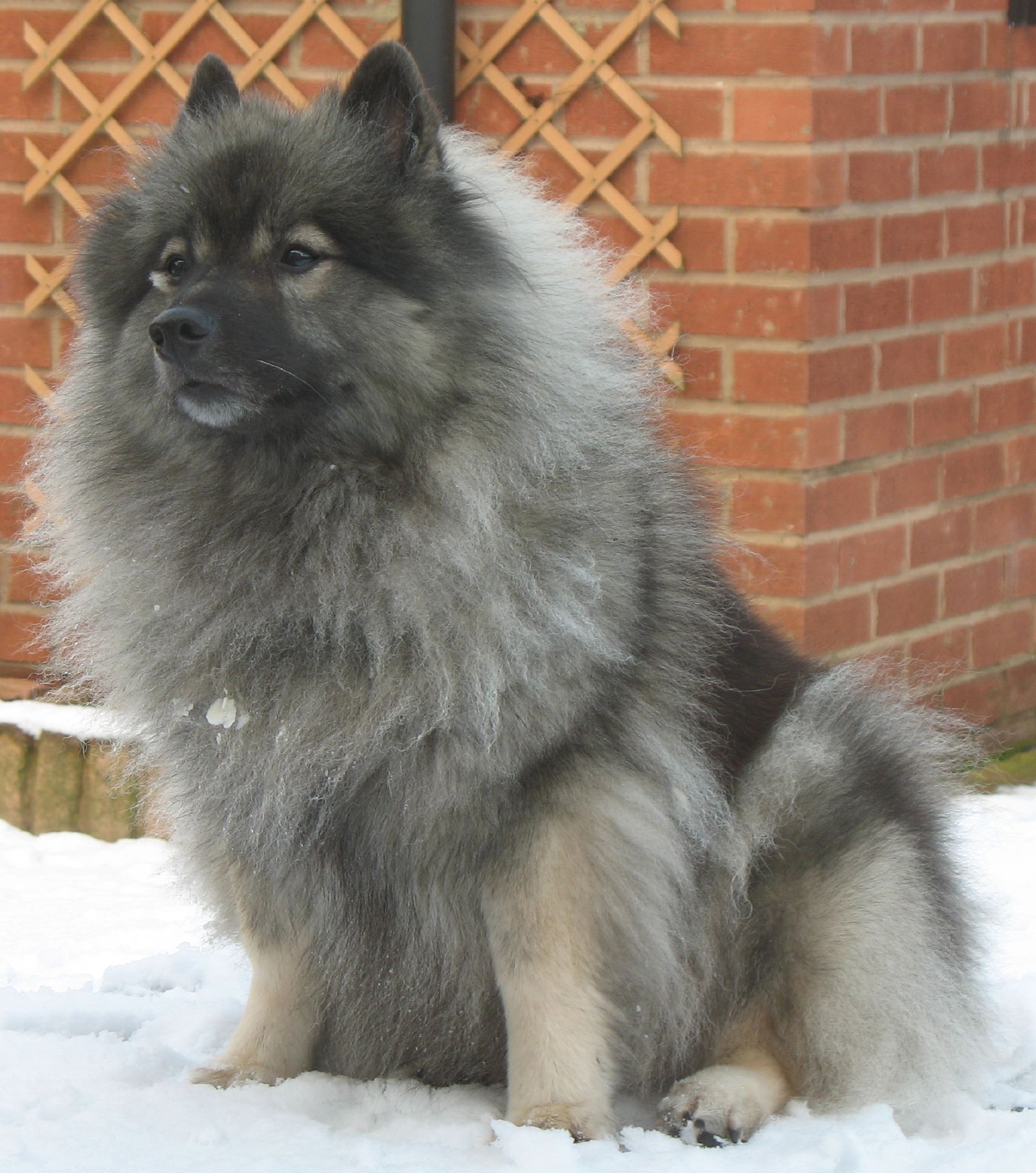 Cute Keeshond - Dog Breed