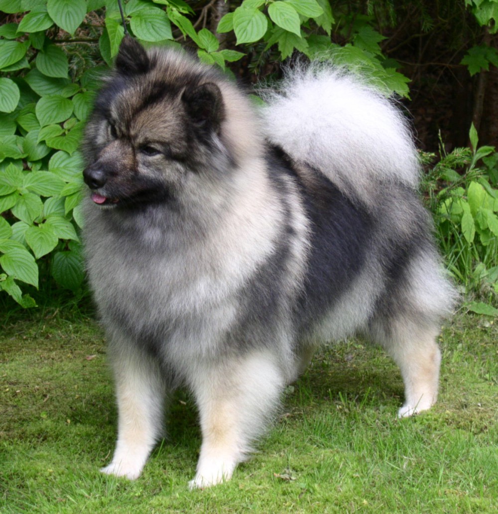 Wallpaper Keeshond - Dog Breed