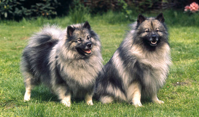 Keeshond - Dog Breed photo 