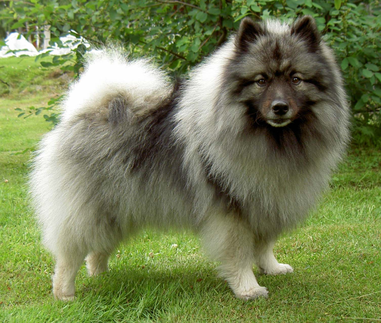 Keeshond - Dog Breed wallpaper