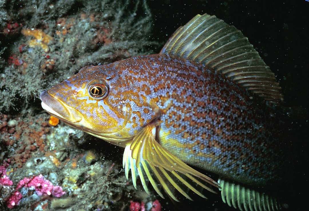 Kelp greenling