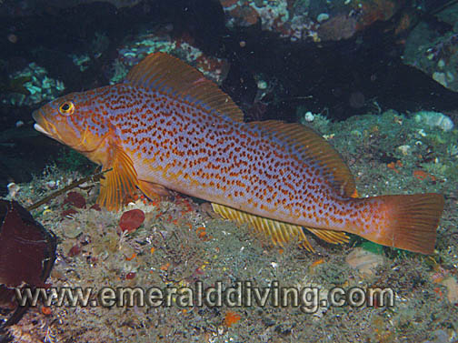Pretty Kelp greenling