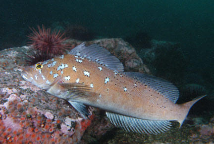 Pretty Kelp greenling