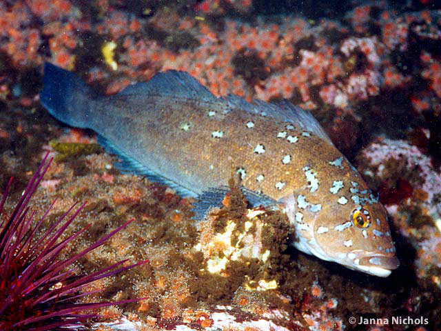 Pretty Kelp greenling