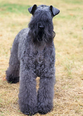 Cute Kerry Blue Terrier - Dog Breed