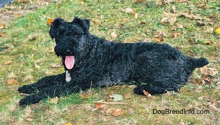 Wallpaper Kerry Blue Terrier - Dog Breed