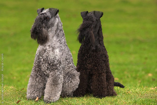 Kerry Blue Terrier - Dog Breed wallpaper