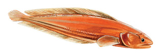 Key brotula