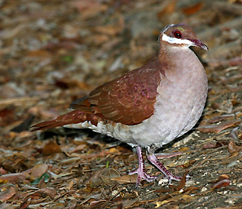 Pretty Key West quail dove