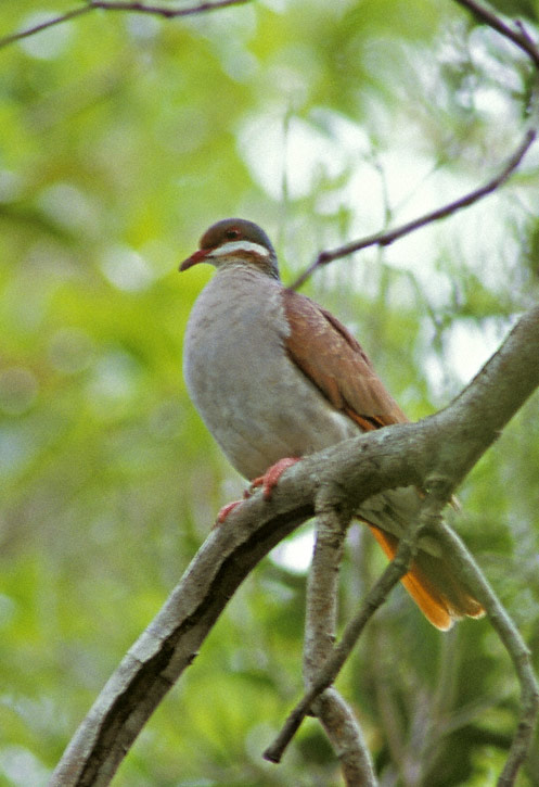 Pretty Key West quail dove