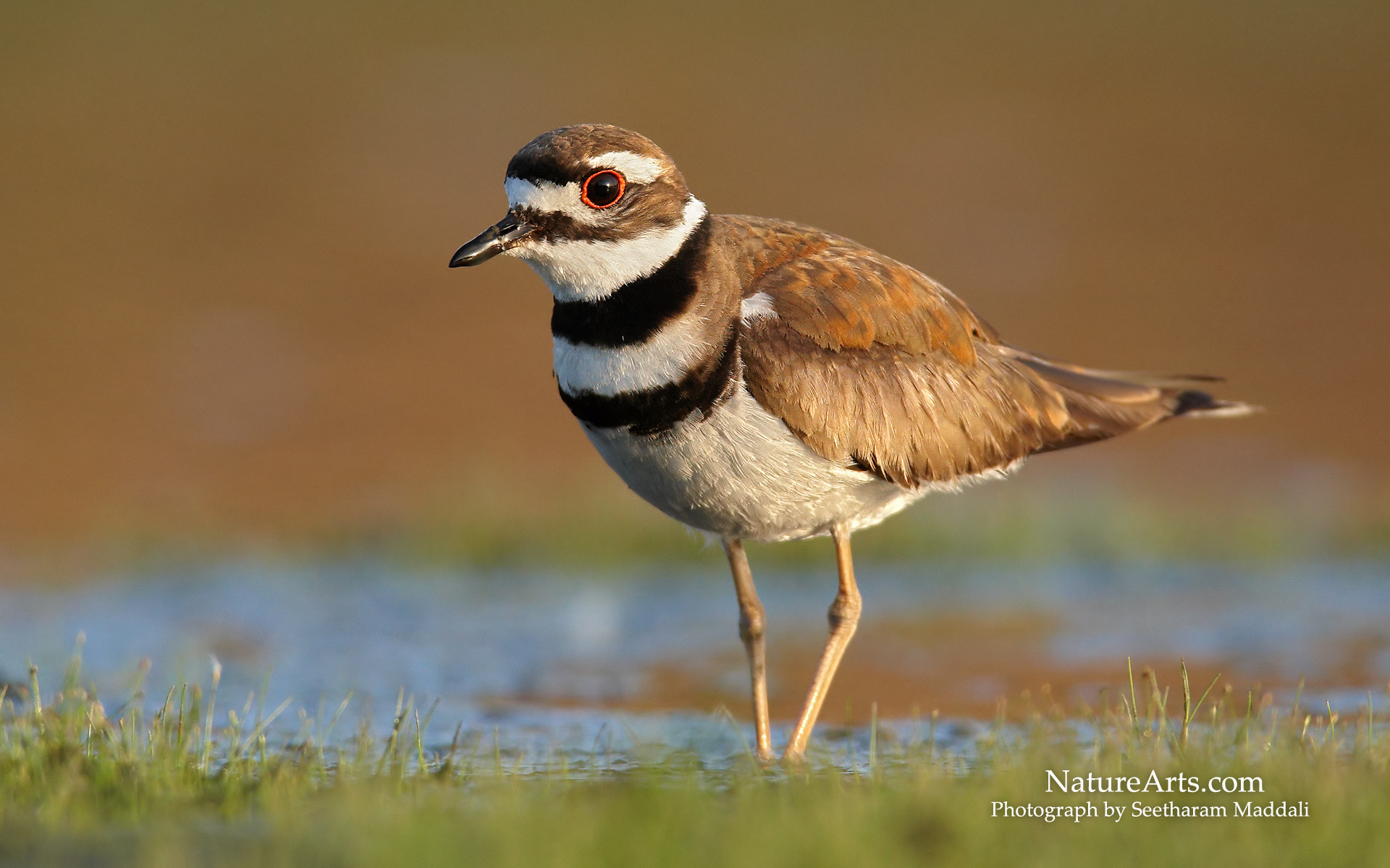 Pretty Killdeer