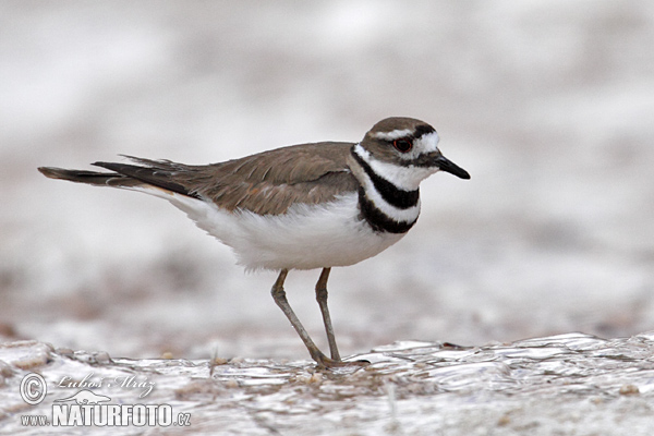 Pretty Killdeer