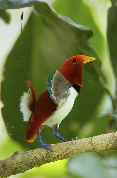 King bird of paradise