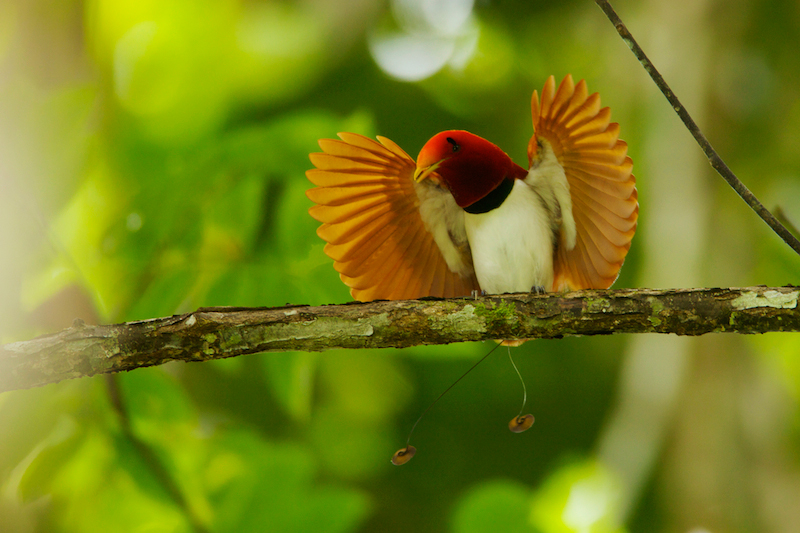 Pretty King bird of paradise