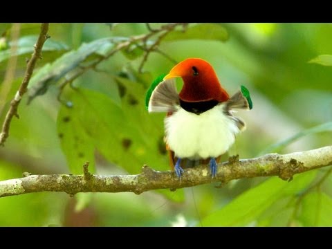 Pretty King bird of paradise