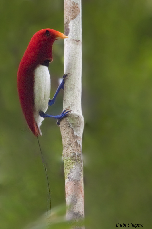 Pretty King bird of paradise