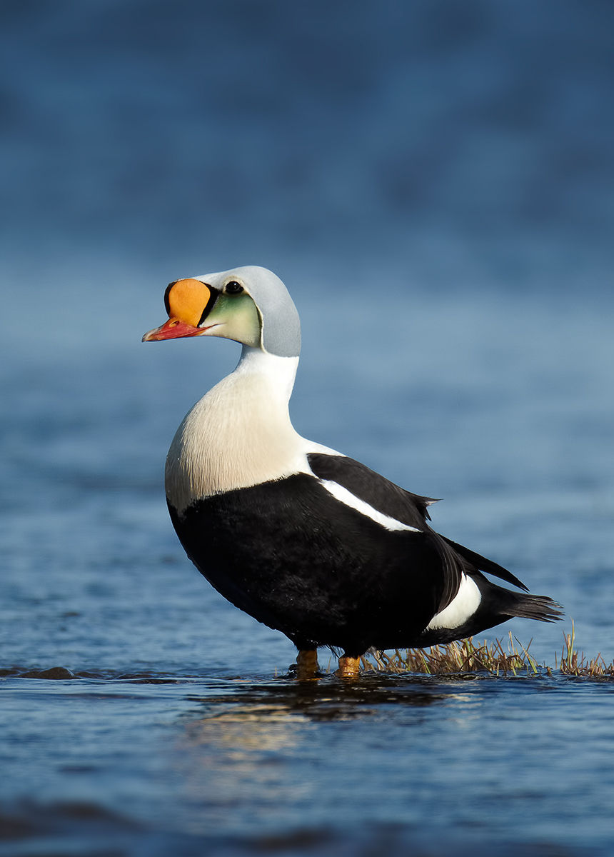 Pretty King eider
