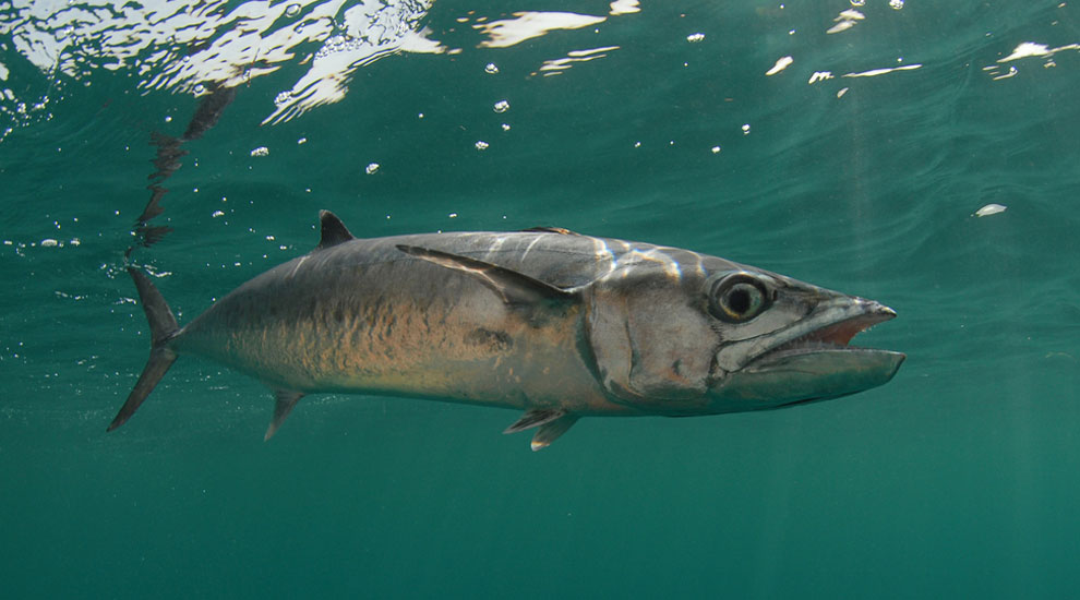 King mackerel
