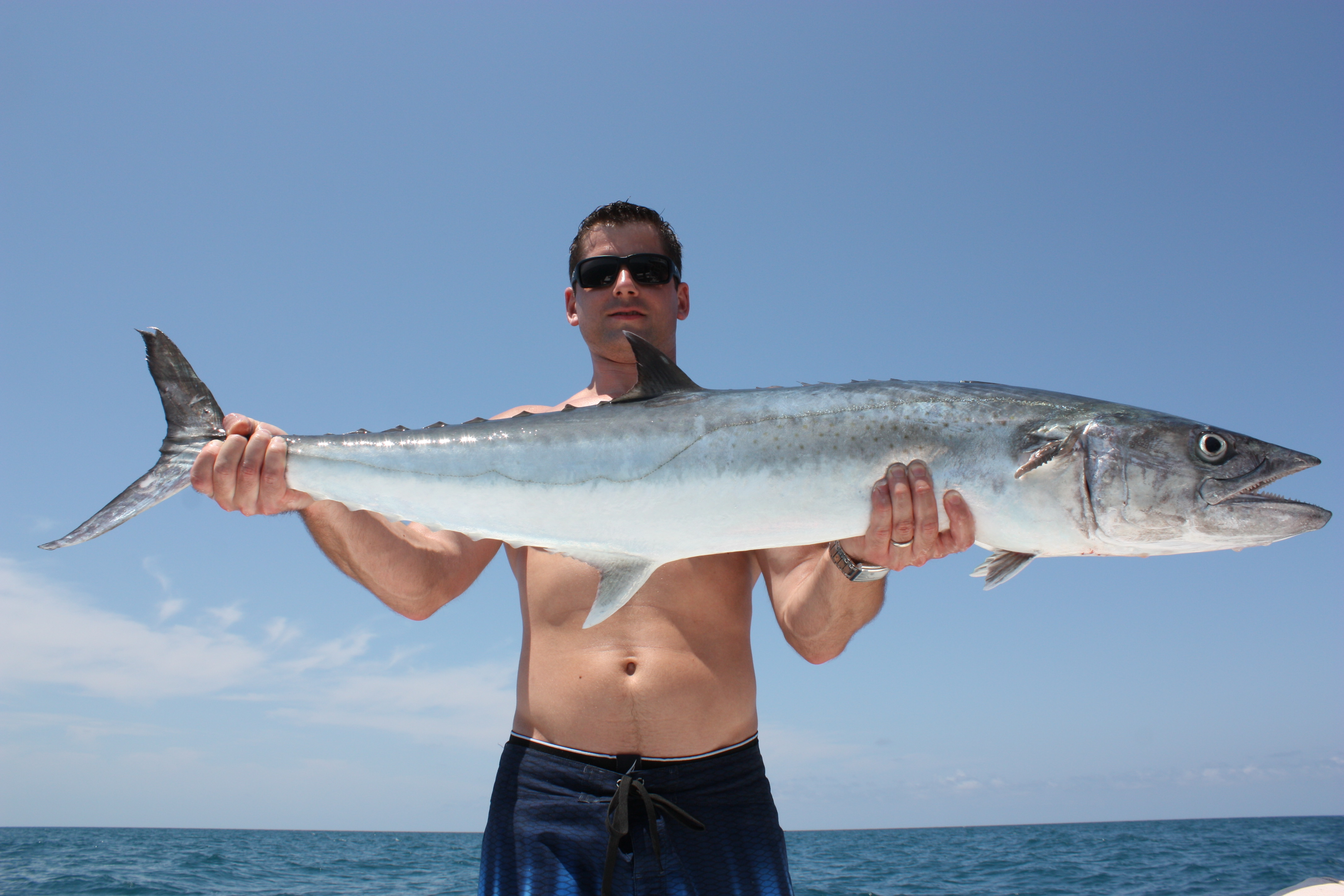 Pretty King mackerel