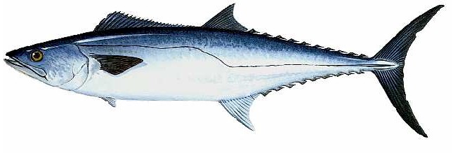 Pretty King mackerel