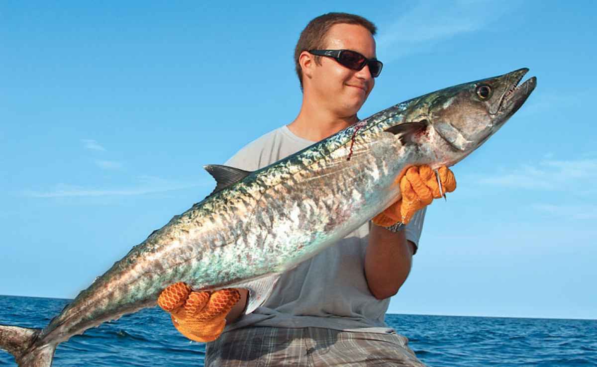 Pretty King mackerel