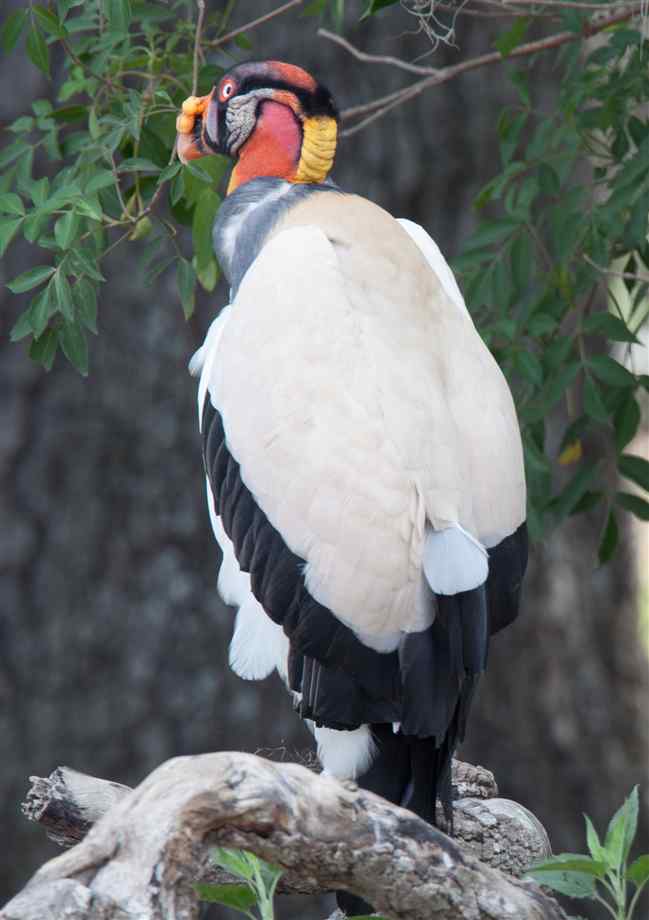 King vulture