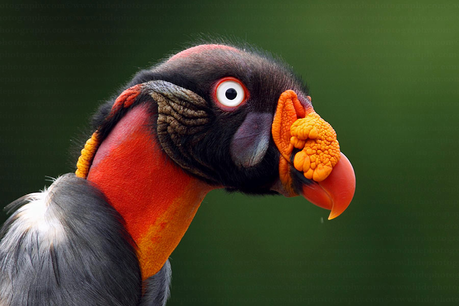 Pretty King vulture