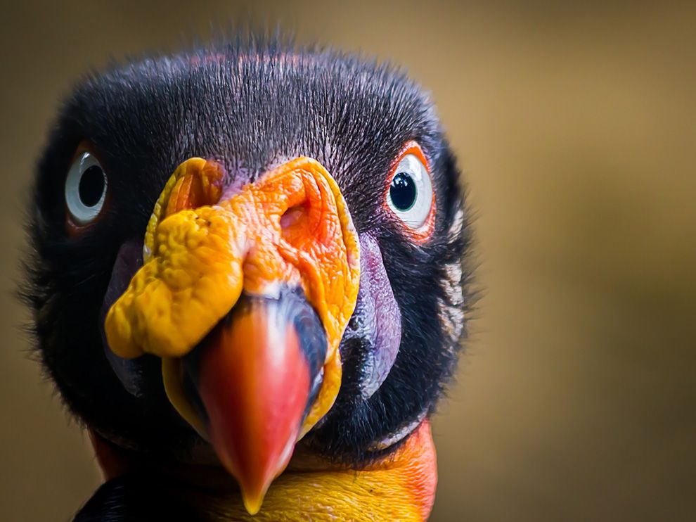Pretty King vulture