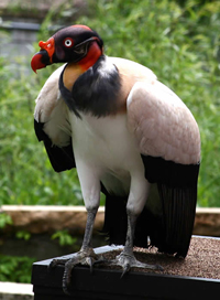 Pretty King vulture
