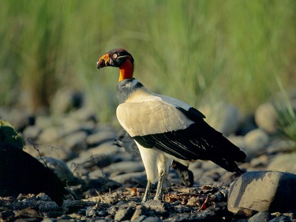 Pretty King vulture