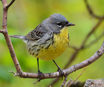 Kirtland’s warbler