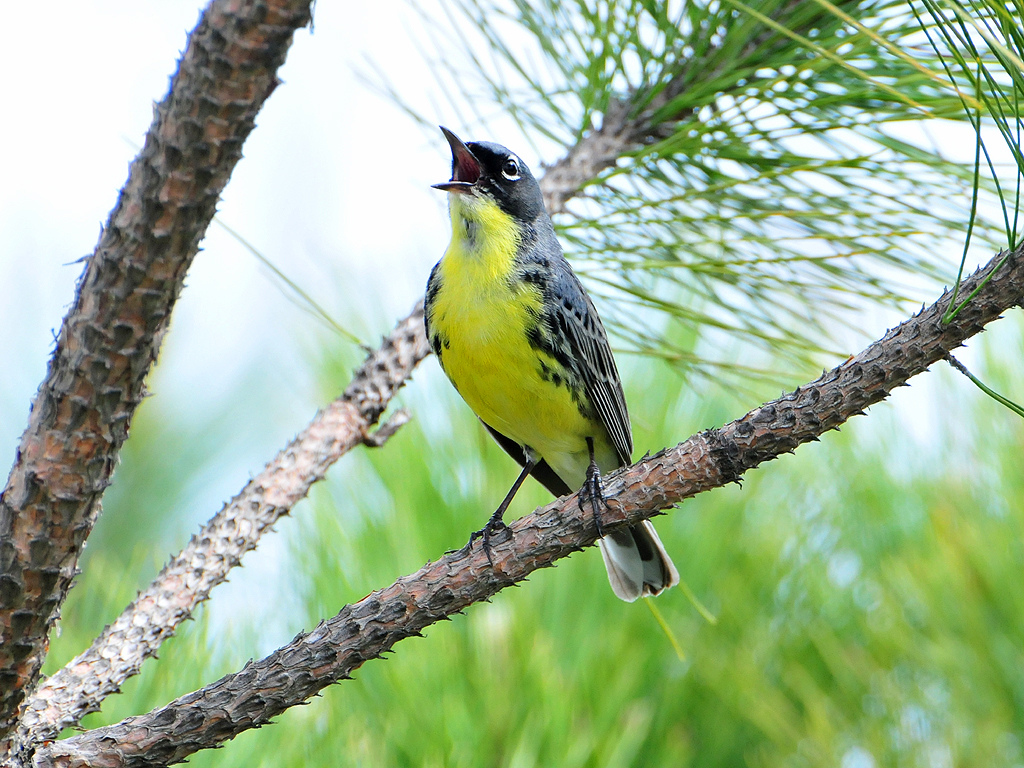 Pretty Kirtland’s warbler