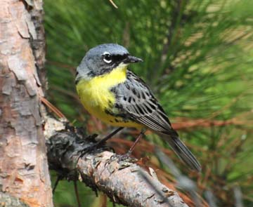 Pretty Kirtland’s warbler