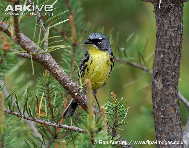 Pretty Kirtland’s warbler