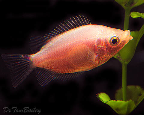 Kissing gourami