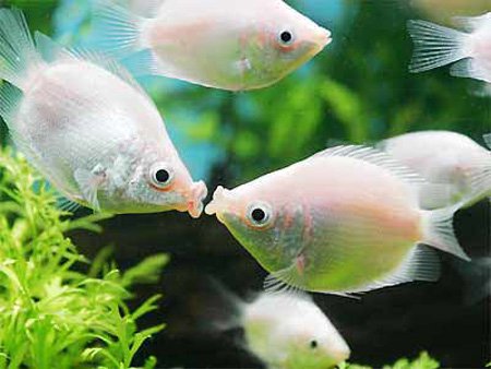 Pretty Kissing gourami