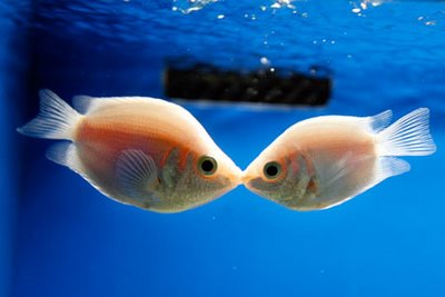 Pretty Kissing gourami