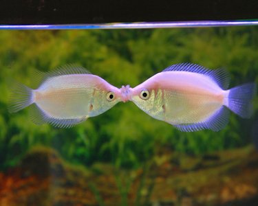 Pretty Kissing gourami