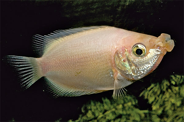 Pretty Kissing gourami