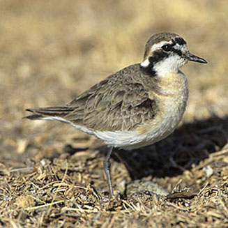 Kittlitz’s plover