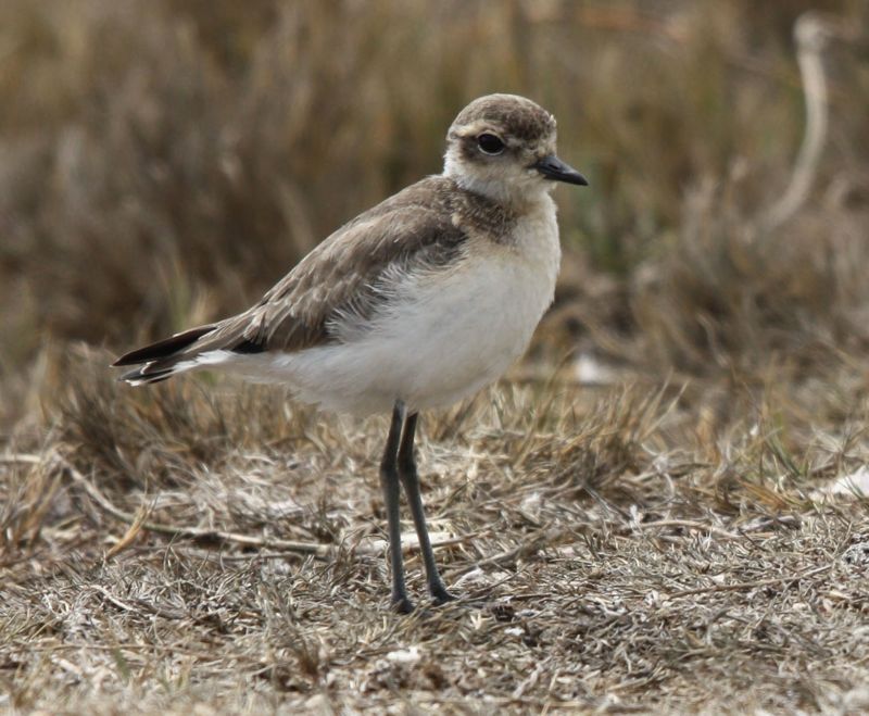 Pretty Kittlitz’s plover
